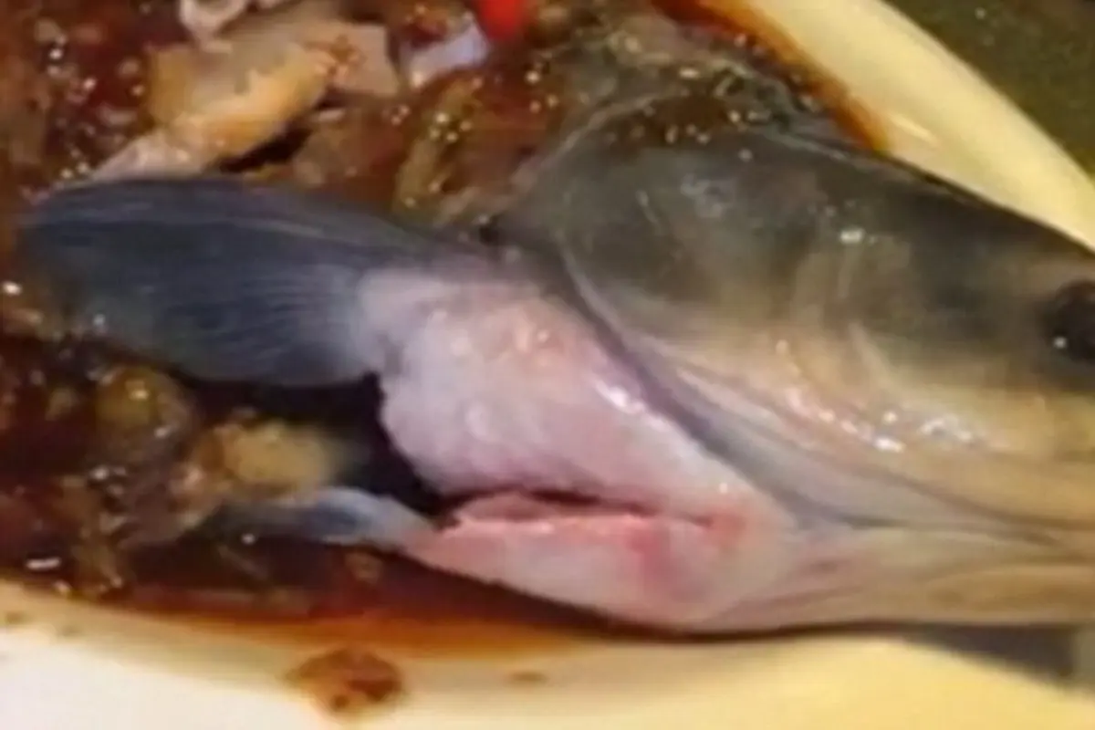 Ikan Zombie di Cina, Sudah Direbus, Diberi Saus, Hidup Lagi!