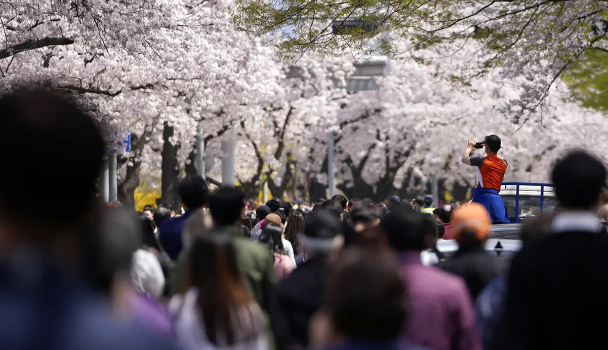 Seorang pria yang mengenakan masker untuk membantu mengekang penyebaran virus corona COVID-19 berfoto di tengah bunga sakura yang mekar penuh di Seoul, Korea Selatan, 10 April 2022. (AP Photo/Lee Jin-man)