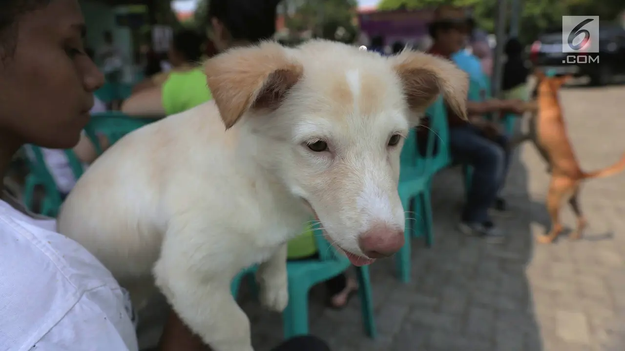 Hari Bebas Rabies Internasional, Sudin KPKP Jakarta Timur Vaksinasi Hewan Gratis