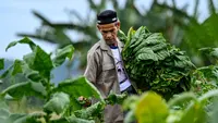 Aturan Tembakau Diminta Seimbangkan Aspek Kesehatan dan Ekonomi