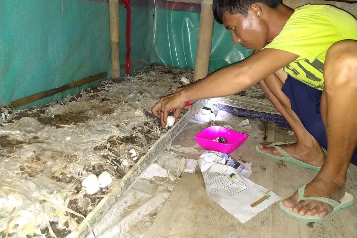 Budidaya Jamur Merang