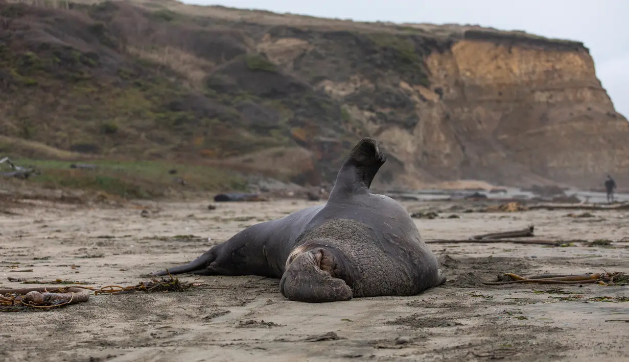 Seekor gajah laut jantan beristirahat di atas pasir Pantai Drakes di California pada Jumat (13/12/2019). Gajah laut memang senang menghabiskan waktu di pantai setelah berburu makanan di laut. (Photo by Philip Pacheco / AFP)