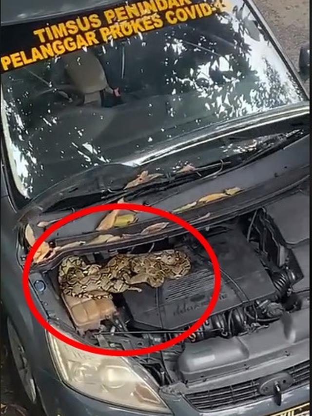 Viral, Video Evakuasi Ular Masuk Kap Mobil Polisi Ini Bikin Ngeri