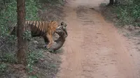 Sebuah video berhasil merekam pertarungan seru harimau dengan macan tutul. Siapa yang menang?