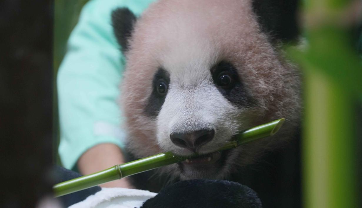 Satrio Wiratama atau Rio, anak panda raksasa pertama yang lahir di Indonesia, saat pratinjau media di Taman Safari Indonesia, Bogor, Jawa Barat, Jumat 15 Mei 2026. (AP Photo/Achmad Ibrahim)