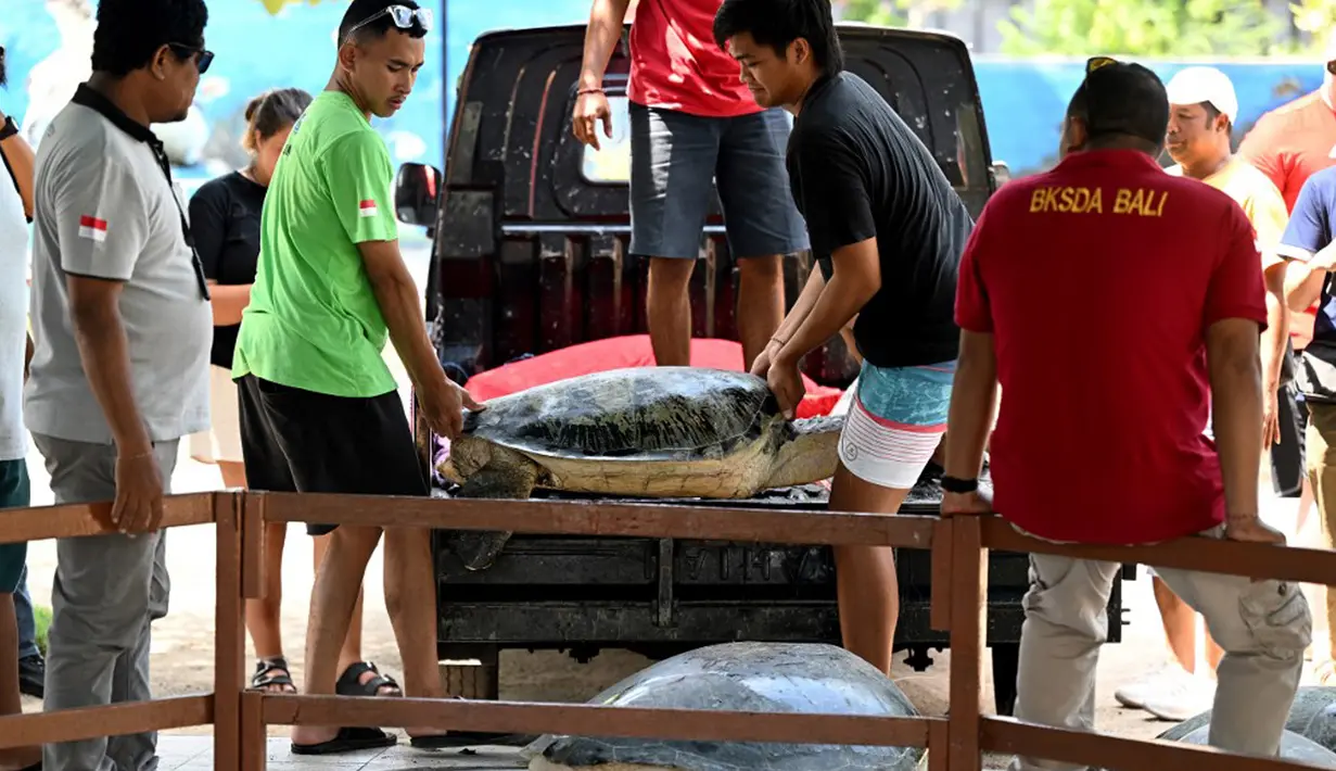 Satwa yang dilindungi tersebut diselundupkan melalui monumen lintas laut Jawa-Bali di Cekik, Kelurahan Gilimanuk, Kecamatan Melaya, Kabupaten Jembrana, Bali, pada Selasa (17/10/2033), sekitar pukul 01.00 Wita. (SONNY TUMBELAKA/AFP)