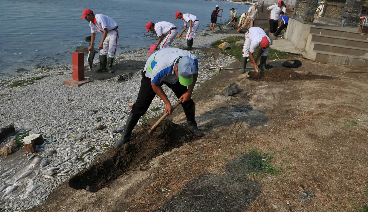 Petugas membuat parit untuk mengubur ikan yang mati di sepanjang reklamasi pantai Ancol, Jakarta (30/11/2015). Ribuan ikan yang mati dan terdampar di pantai ini diduga akibat tercemar limbah industri. (Liputan6.com/Gempur M Surya)