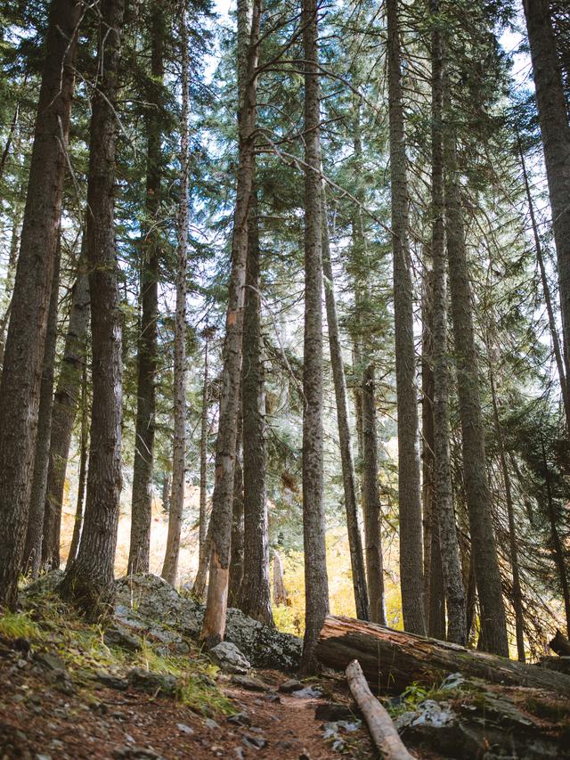 Ilustrasi bidang kehutanan