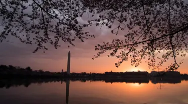 Pemandang pohon sakura yang bermekaran di dekat Tidal Basin saat matahari terbit di Washington, DC, (4/4). Keindahan pohon Sakura yang bermekeran menandai dimulainya musim semi di Washington. (AFP Photo/Saul Loeb)