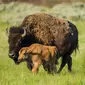 Bison, Resmi Dinyatakan Sebagai Mamalia Nasional AS. (Foto: secure.defenders.org)