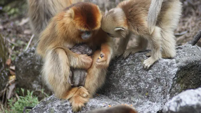 Ada 'Profesi Bidan' di Kalangan Monyet?