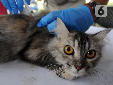 Dokter hewan dari  Suku Dinas Ketahanan Pangan Kelautan dan Pertanian Jakarta Selatan menyuntikkan vaksin antirabies kepada seekor kucing di Perumahan Bumi Karang Tengah, Jakarta Selatan, Selasa (21/9/2021). Kegiatan ini dilakukan secara gratis. (merdeka.com/Arie Basuki)