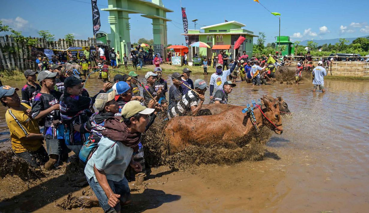 Orang-orang bersorak saat seorang peserta menaiki gerobak saat acara Karapan Sapi Brujul di Probolinggo, Jawa Timur pada Minggu 24 Mei 2026. (Juni KRISWANTO/AFP)
