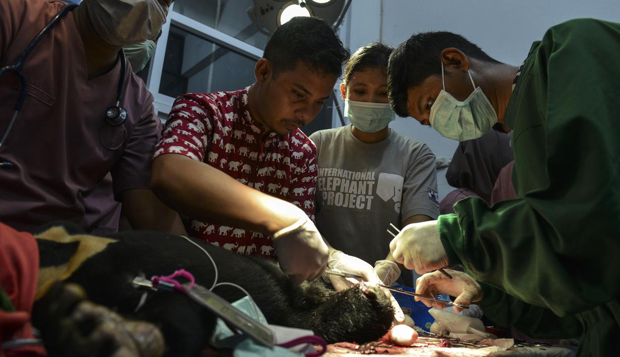Dokter hewan dan mahasiswa saat melakukan operasi amputasi beruang madu di Banda Aceh (14/6/2019). Anak beruang madu yang diperkirakan berusia 2 tahun lebih tersebut harus diamputasi akibat terkena jerat babi. (AFP Photo/Chaideer Mahyuddin)