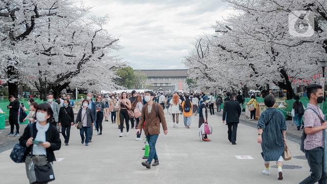 Bunga Sakura Bermekaran di Jepang
