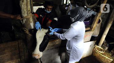 FOTO: Vaksinasi PMK untuk Hewan Ternak di Bogor