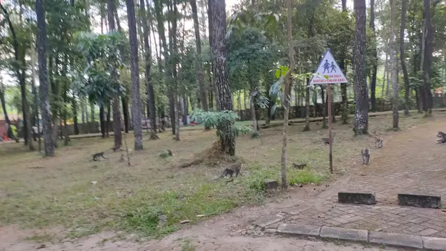 Punti Kayu Palembang, Taman Wisata Alam yang Meredup Saat Pandemi Covid-19