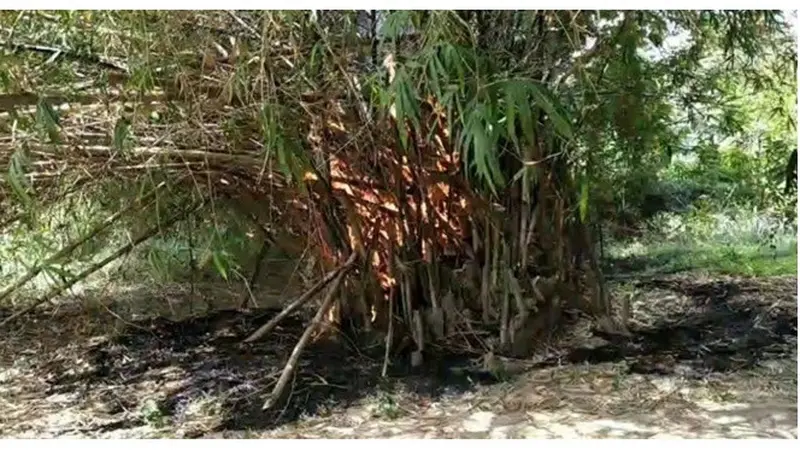 Remaja Ini Alami Kejadian Mistis Usai Gagal Tebang Pohon Bambu di Pinggir Jalan