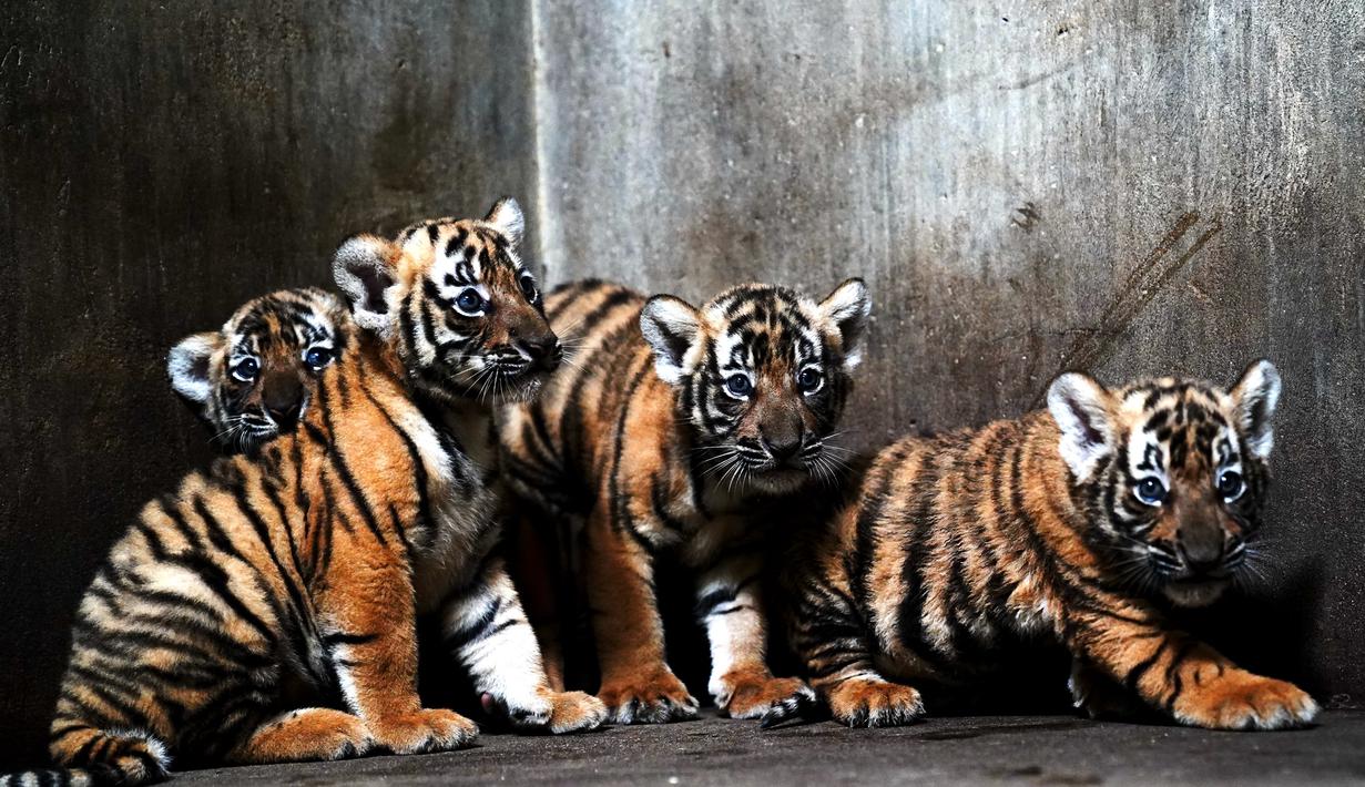 Anak-anak harimau China Selatan terlihat di Kebun Binatang Shanghai di Shanghai, China timur (28/8/2020). Kebun Binatang Shanghai meluncurkan kampanye publik untuk memberikan nama kepada keempat anak harimau betina yang lahir pada 4 Juli 2020 tersebut. (Xinhua/Zhang Jiansong)