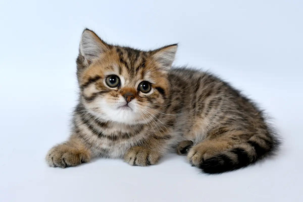 ilustrasi kitten