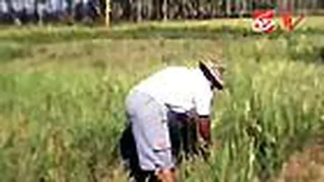 Wereng Menyerang, Padi untuk Pakan Ternak