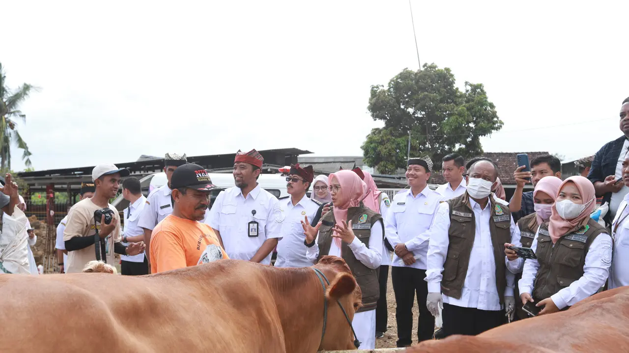 Proses vaksinasi PMK di Banyuwangi untuk cegah penyebaran PMK (Istimewa)