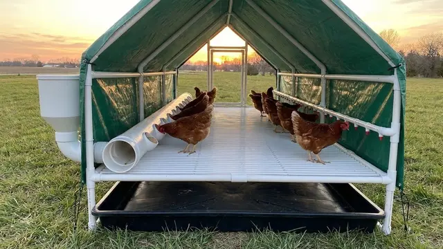 Ilustrasi Kandang Ayam Rangka Pipa PVC Ringan dan Portable/Gemini AI
