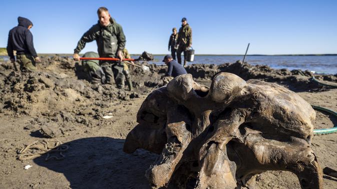 Sejumlah orang mencari tulang mammoth di Danau Pechevalavato, Yamalo-Nenets, Rusia, Rabu (22/7/2020). Para penggembala rusa lokal menemukan fragmen kerangka mammoth di Danau Pechevalavato. (Artem Cheremisov/Governor of Yamalo-Nenets region of Russia Press Office via AP)