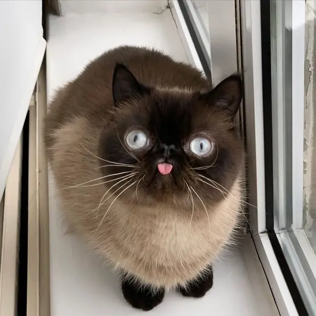 kucing viral bernama Ikiru