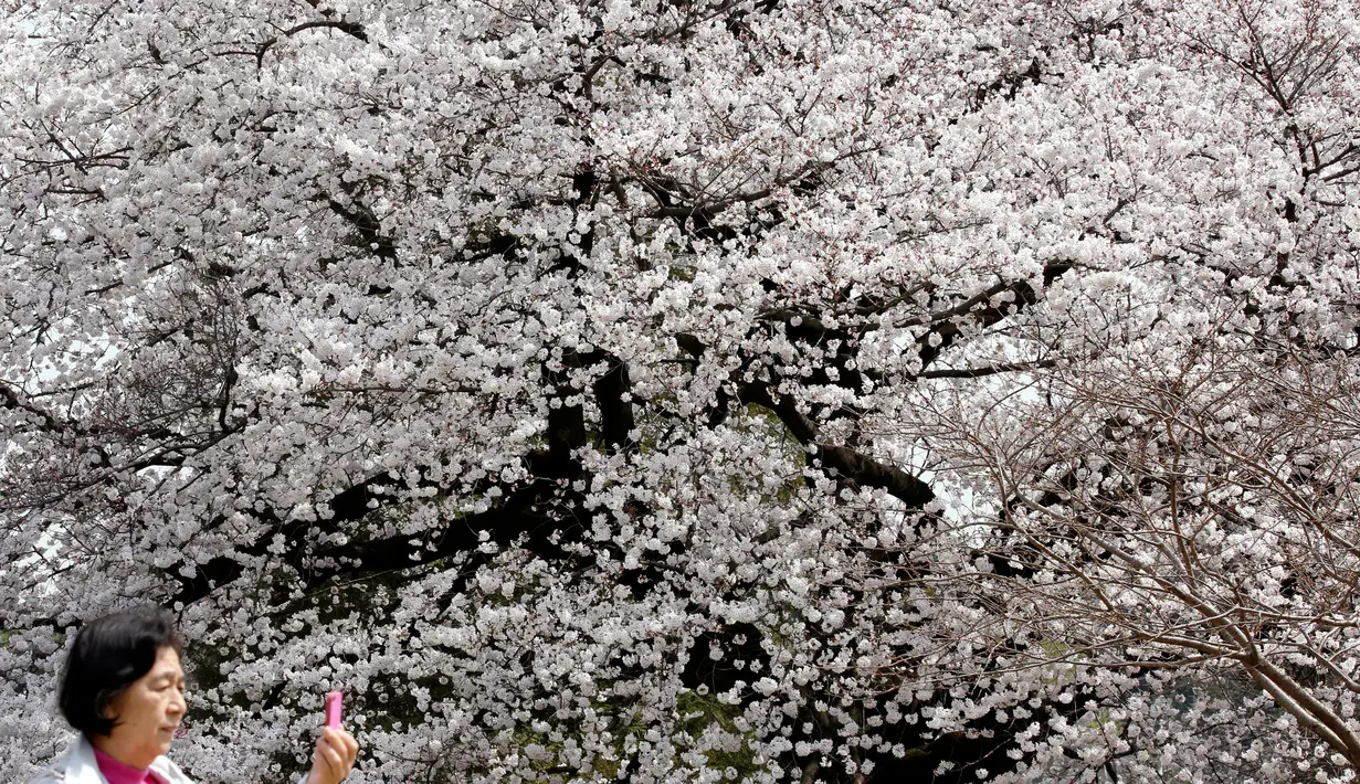 Seorang wanita mengabadikan keindahan bunga sakura yang mekar penuh di Taman Nasional Shinjuku Gyoen, Tokyo, Senin (26/3). Di Tokyo, bunga sakura dapat dinikmati dari 1 April hingga 8 April 2018. (AP Photo/Koji Sasahara)