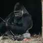 Ilustrasi gorila (pexels)