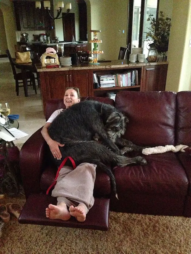 Potret Irish Wolfhounds si anjing raksasa