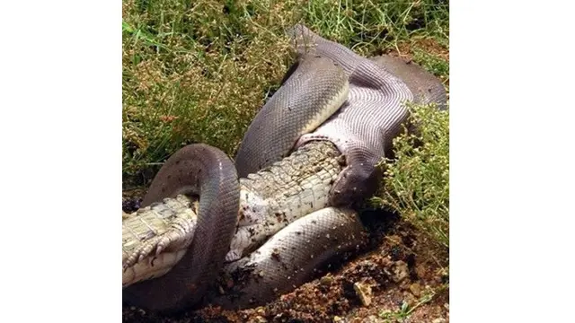 7 Bukti Australia Dihuni Reptil-reptil Mengerikan