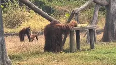 Kisah Keluarga Orang Utan Solo, Didi Beristri Tori dan Anaknya Dito