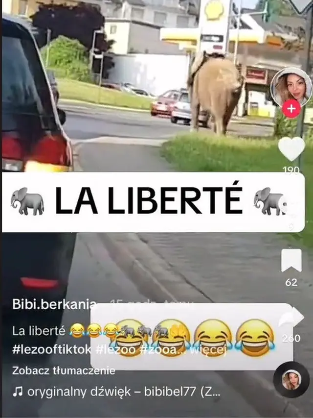 Momen Hewan Berkeliaran di Tengah Kota, Ngeri Seperti Film Jumanji
