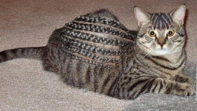 Tak Kalah Trendi, Ini 6 Gaya Rambut Kucing yang Bikin Ngakak