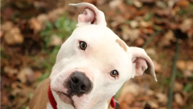 Ini Cara Rahasia Merawat Anjing Pit Bull