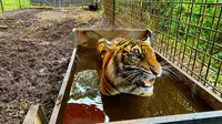 Harimau sumatra yang pernah berkonflik dengan manusia dan kini sudah dilepasliarkan lagi. (Liputan6.com/Dok BBKSDA Riau)