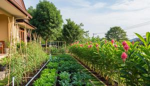Ide Kebun Sayur Samping Rumah Agar Tidak Jadi Sarang Nyamuk. Foto: Gemini