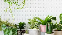 10 Tanaman Hias Mudah Dirawat di Dapur yang Cocok untuk Pemula, Bikin Ruangan Cantik
