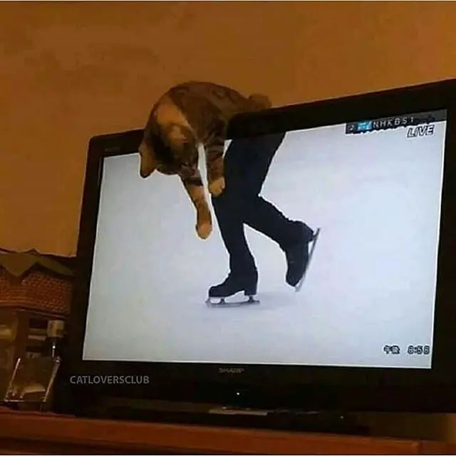 6 Ilusi Optik Kucing dengan Manusia Ini Bikin Kucek Mata, Harus Teliti