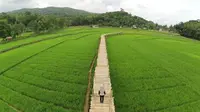 Lagi Hits, Sawah Sukorame Jadi Spot Swafoto Instagenic di Jogja