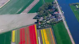 Deretan bunga tulip warna-warni di ladang De Keukenhof di Lisse, Belanda, Jumat (20/4). Ladang tulip tersebut menarik sekitar satu juta turis dari seluruh dunia setiap tahunnya. (AP Photo / Peter Dejong)