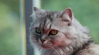 Ilustrasi kucing persia |  Carolina Castilla Arias dari Pexels