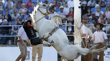  Seorang gaucho menunggangi kuda liar dalam perayaan Pekan Creole di Montevideo, Uruguay, (23/3). Para gauchos atau semacam koboi dari Uruguay, Argentina dan Brasil bersaing dalam kompetisi tersebut. (REUTERS/Andres Stapff)