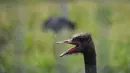 Burung unta koleksi Taman Safari Gurun Putih Lestari di Jantho, Aceh Besar, Aceh pada 27 Oktober 2019. Taman edukasi faura dan fauna dengan luas 60 hektare ini memiliki ratusan jenis satwa dan tanaman bunga dari berbagai daerah di Indonesia maupun mancanegara. (CHAIDEER MAHYUDDIN / AFP)