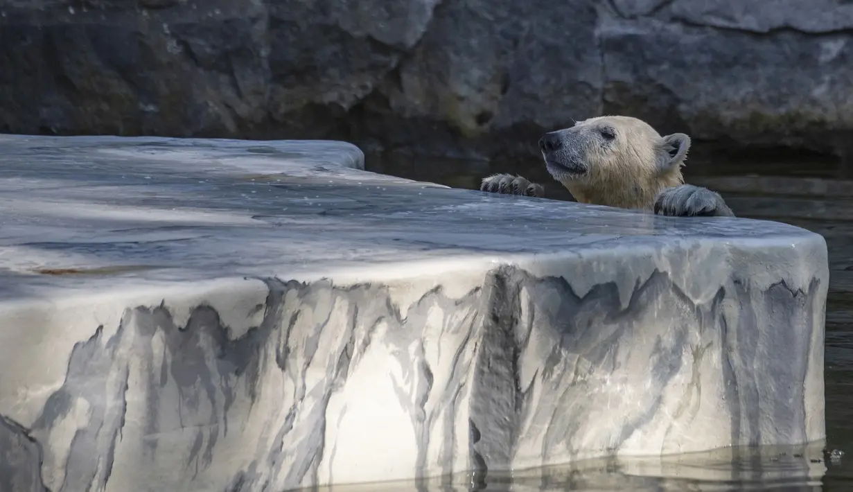 Hertha si beruang kutub berusaha naik ke gumpalan es buatan di kandangnya saat suhu mencapai lebih dari 30 derajat Celcius  di kebun binatang Tierpark di Berlin, Jerman (26/7/2019). Rekor suhu terpanas baru tercatat di berbagai penjuru Eropa termasuk Jerman. (AFP Photo/John Macdougall)