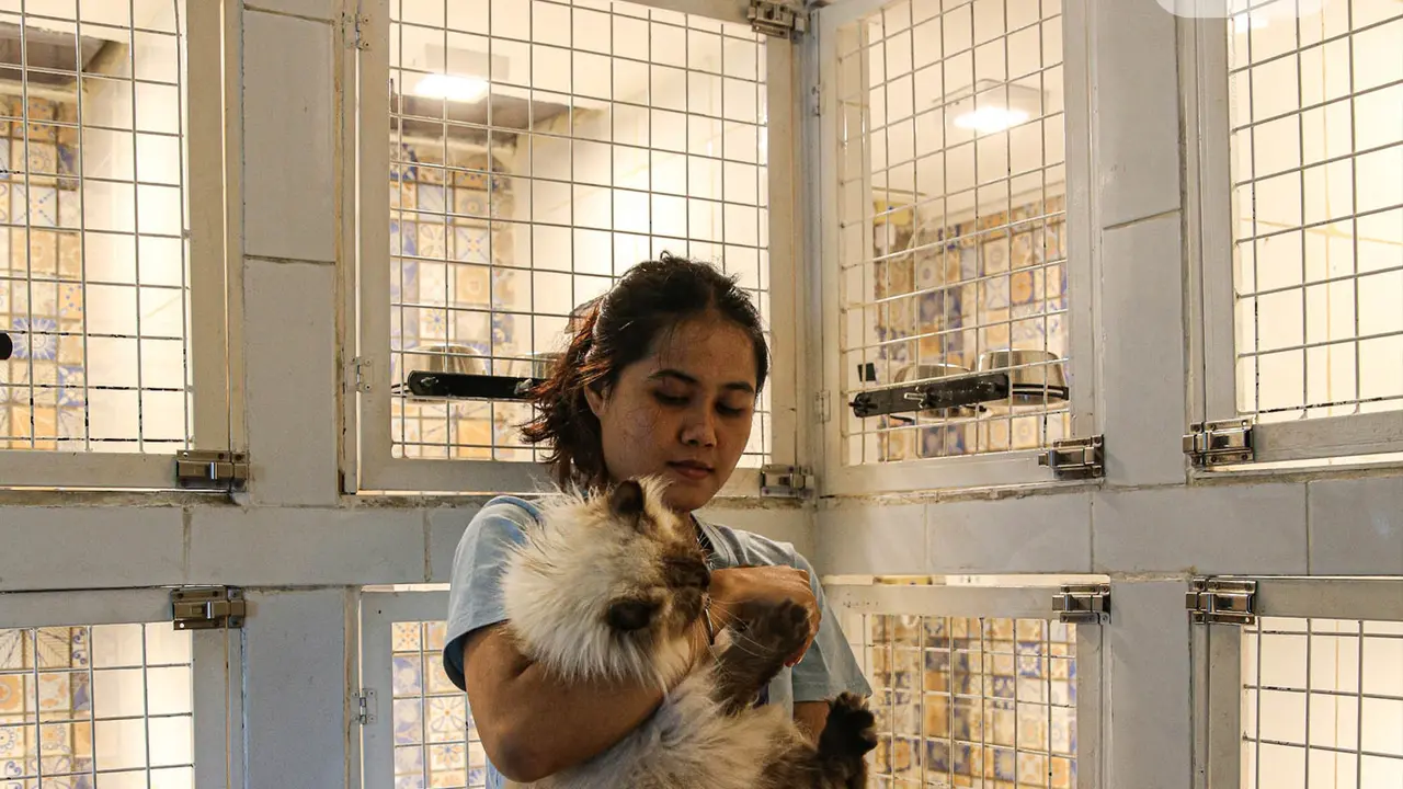 Jelang Lebaran, Tempat Penitipan Kucing Peliharaan Mulai Ramai