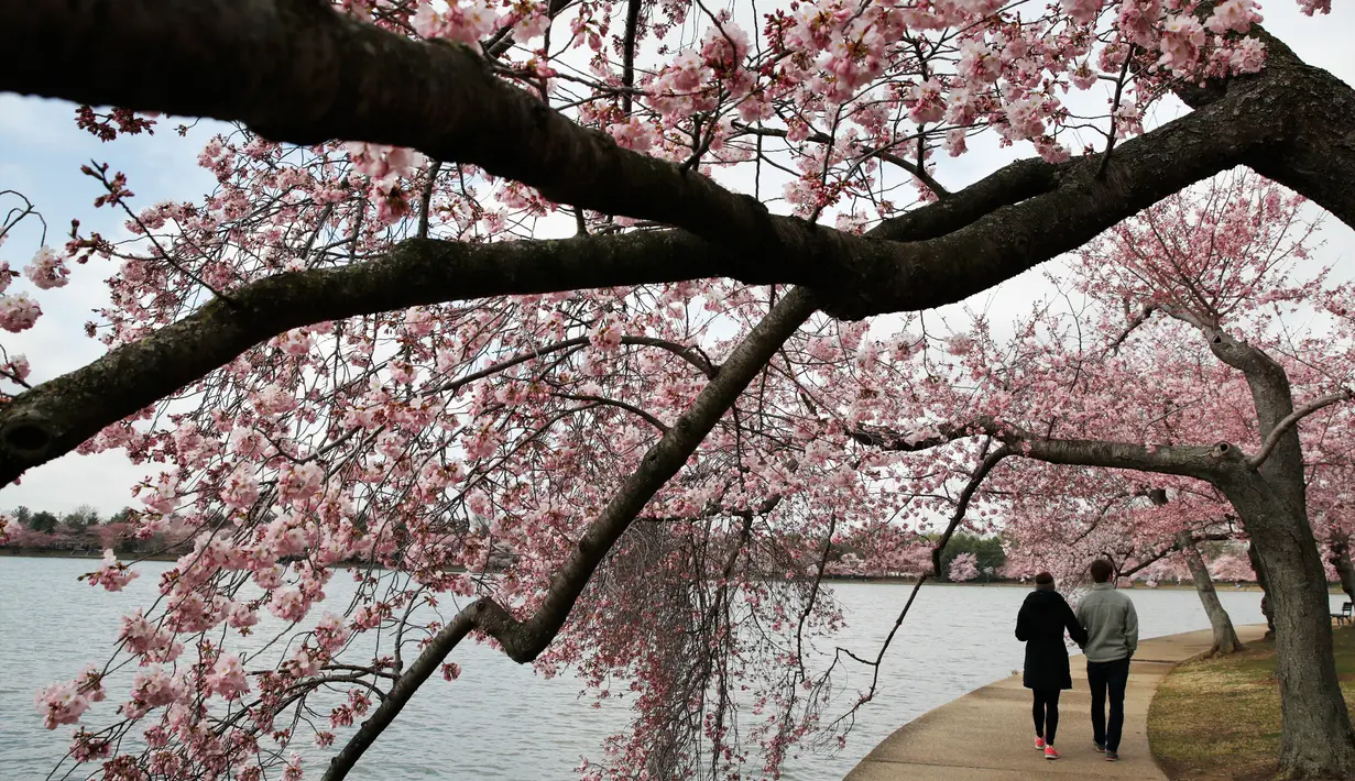Sepasang wanita dan pria berjalan di bawah pohon Sakura yang sedang mekar di Washington (4/2). Keindahan pohon Sakura yang sedang mekar ini menandai  dimulainya musim semi di Washington. (AP Photo/Jacquelyn Martin)