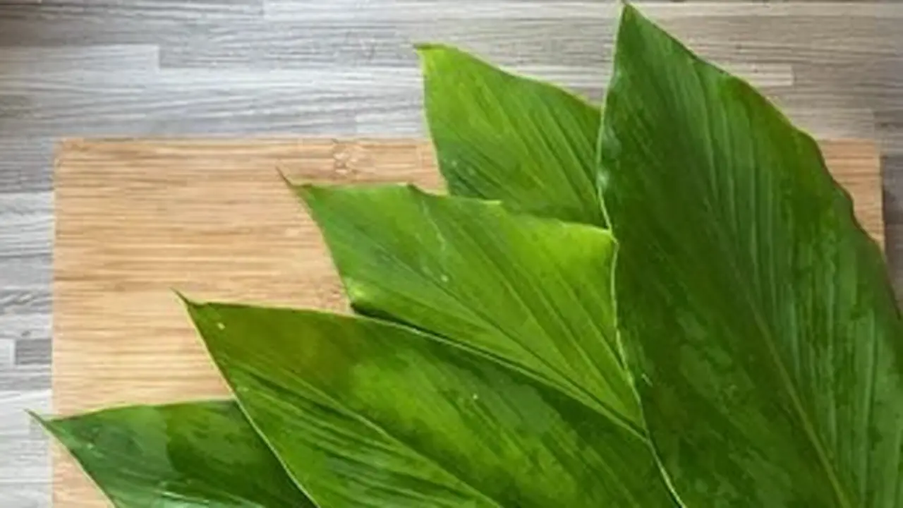 Daun Kunyit
